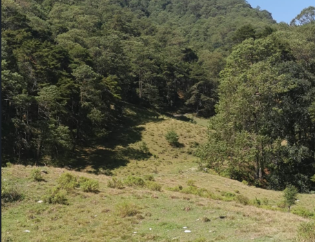 bosque